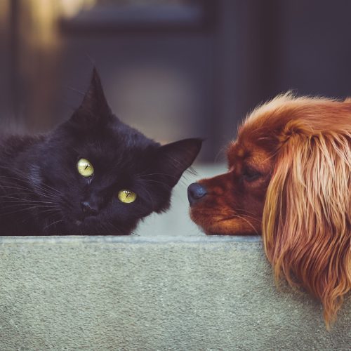 Sanación Akáshica para Mascotas